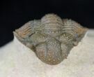 Top Quality Acanthopyge (Lobopyge) Trilobite #21234-3